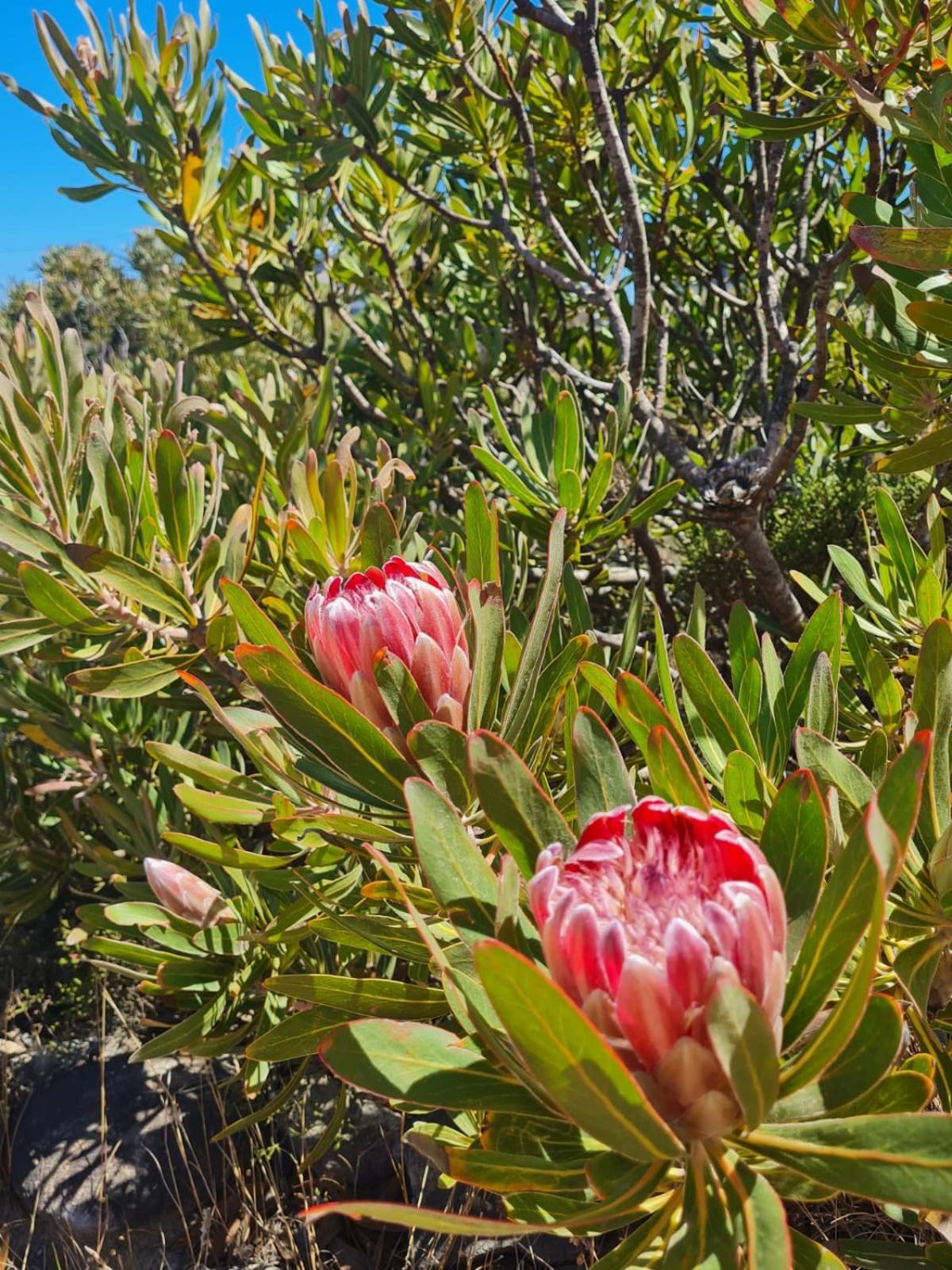 Brandys Beach House Bettyʼs Bay エクステリア 写真